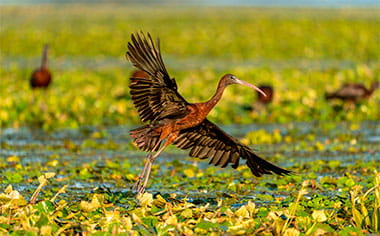 Glossy Ibis flying in the Danube Delta